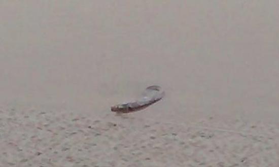 英国德文郡渔夫发现神秘怪鱼在水中跳出 用鱼鳍在岸上爬行觅食