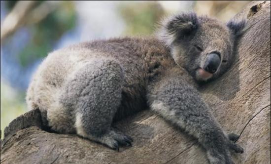 澳洲研究发现树熊抱树只为乘凉