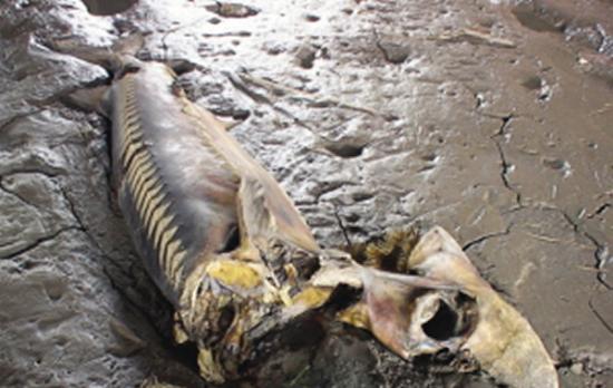 南京长江水域一码头发现一条100多斤的野生中华鲟死在江滩上