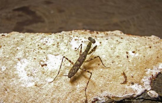 Liturgusa algorei是发现于秘鲁北部亚马逊流域的螳螂新品种。摄影：Gavin Svenson, Cleveland Museum of Natur