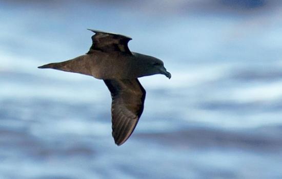 一张马斯克林海燕飞行的照片：鸟类在明显孕育着鸟蛋时飞行的首个证据