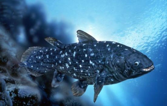 腔棘鱼有“活化石”之称。