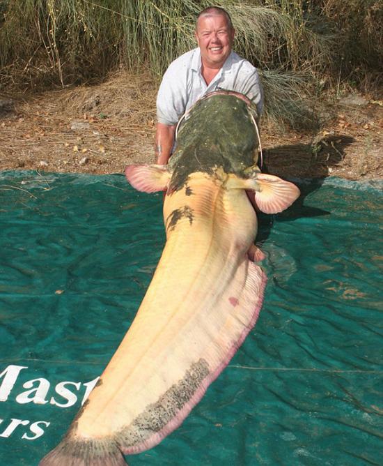 英国垂钓者在西班牙埃布罗河捕获世界最大白化鲶鱼
