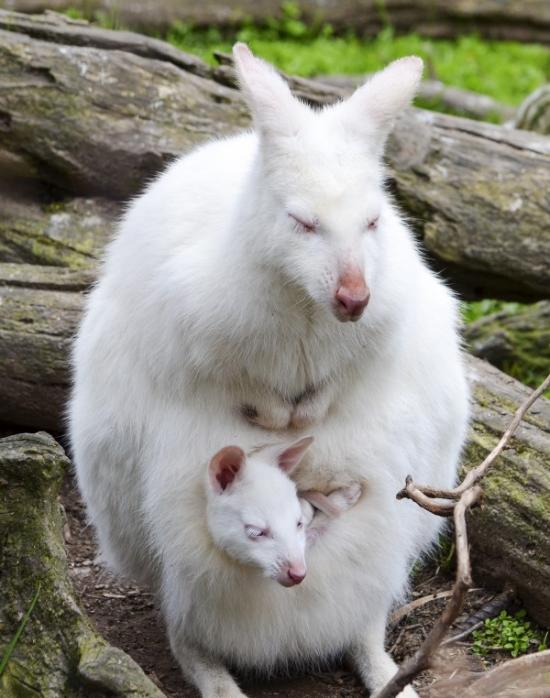 2014年，澳洲峡谷野生动物园的白化袋鼠母子。摄影：Ingrid Van Streepen, National Geographic Your Shot
