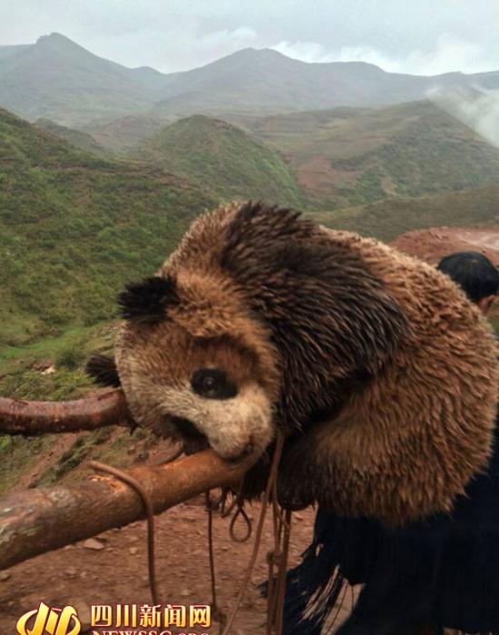 四川凉山昭觉县首次发现野生大熊猫