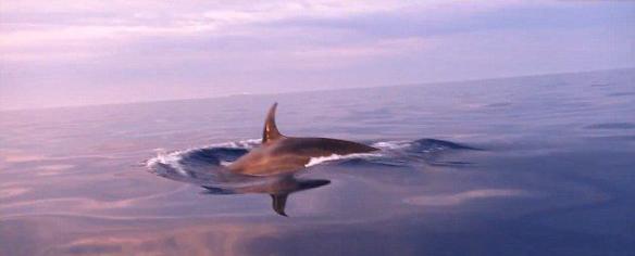 美国渔民黎明时分下海捕鱼拍摄到杀人鲸随船而舞的场景