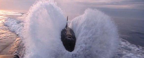 美国渔民黎明时分下海捕鱼拍摄到杀人鲸随船而舞的场景