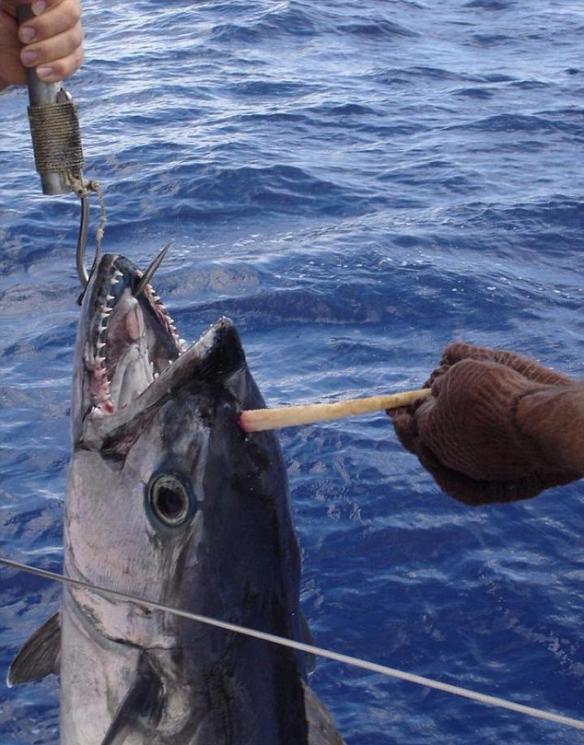 澳大利亚男子在大堡礁地区钓到一条重达40公斤的带“角”犬齿鲔鱼