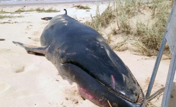 极罕见大村鲸陈尸澳洲西澳海滩