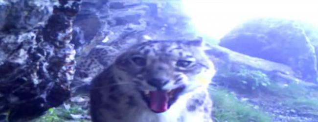 喜玛拉雅山雪豹发现被偷拍怒打摄影机