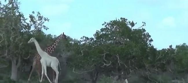 非洲肯尼亚保育区发现极罕见的白色长颈鹿母子