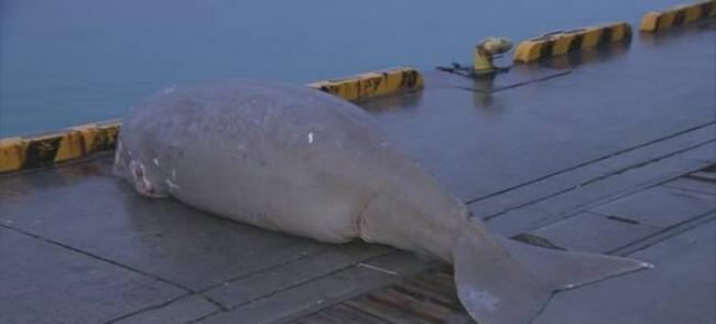 日本冲绳海面惊现3米长濒危海洋生物儒艮（海牛）尸体