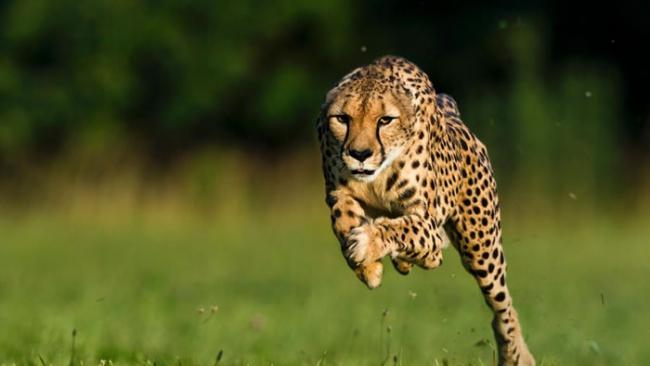 全球最快的陆栖动物莎拉（Sarah）在2012年以相当傲人的高速跑步纪录驰骋于陆地上。