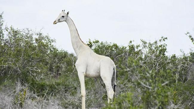 非洲肯尼亚保育区发现极罕见的白色长颈鹿母子
