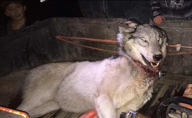 美国华盛顿州为保护奶牛杀害濒临绝种的灰狼