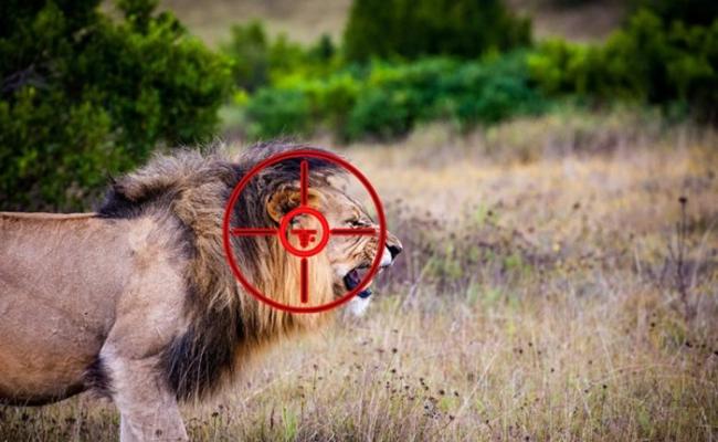 日前从克鲁格国家公园逃脱的3只狮子，都走上不归路。