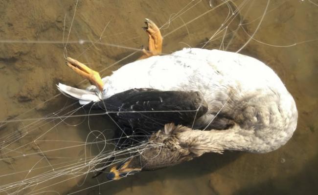 一只野生豆雁因撞进捕鸟网而丧命。