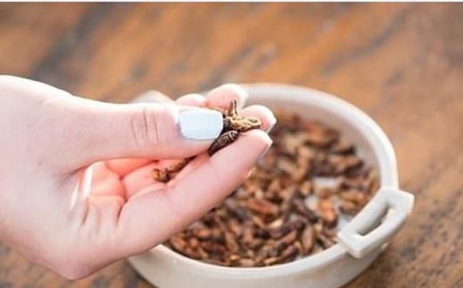 英国超市推出零食蟋蟀。
