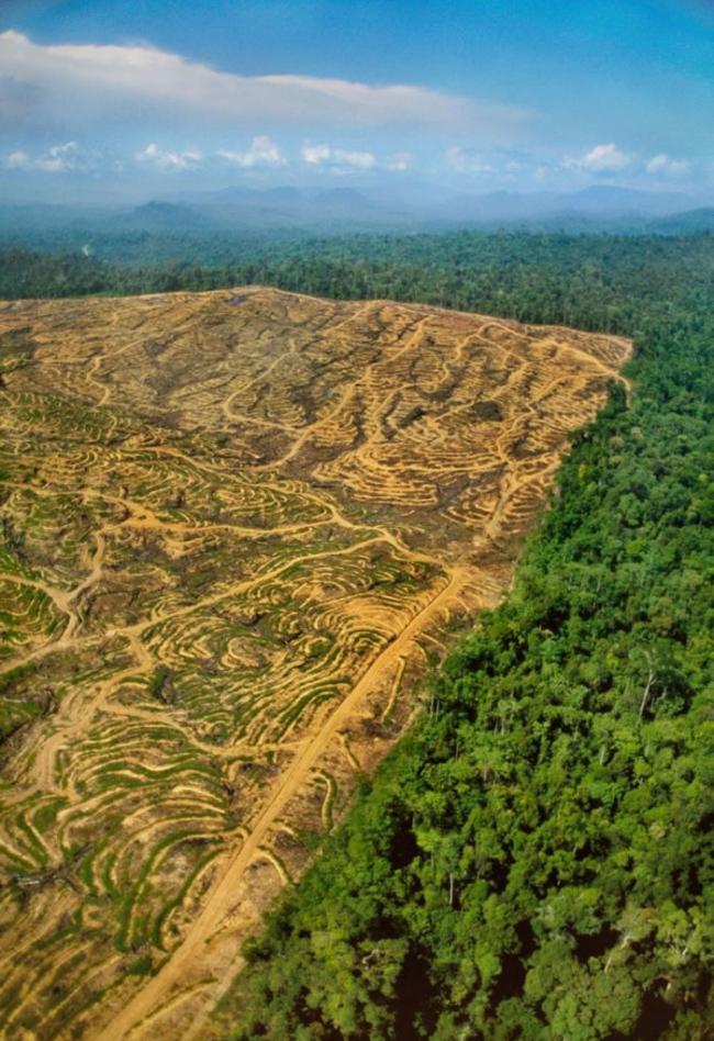 伐木让婆罗州的雨林伤痕累累。 PHOTOGRAPH BY FRANS LANTING, NATIONAL GEOGRAPHIC CREATIVE