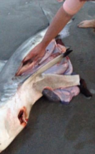 南非海滩游客帮鲨鱼妈妈尸体接生 协助鲨鱼宝宝回到大海