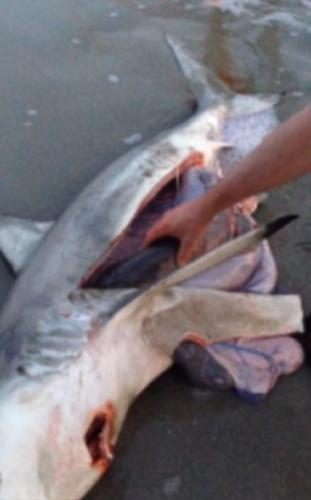 南非海滩游客帮鲨鱼妈妈尸体接生 协助鲨鱼宝宝回到大海