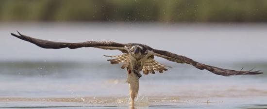 摄影师在立陶宛捕捉到鱼鹰捕食鲤鱼的精彩瞬间