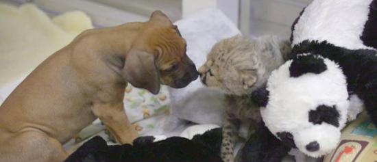 美国加州小猎豹刚出生就被妈妈抛弃 小狗来陪伴