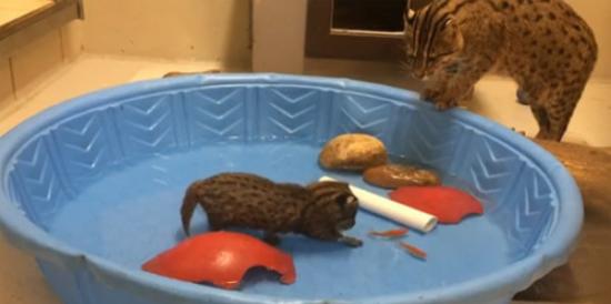 动物园用水盆放小渔猫追金鱼练习生存本能