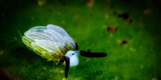 印尼巴里岛附近拍摄到海蛞蝓（Costasiella）