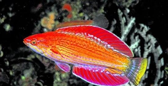 印度尼西亚珊瑚礁发现一种新的闪光濑鱼