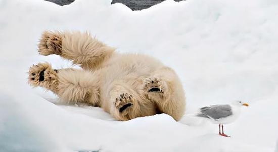 北极熊做“瑜伽”