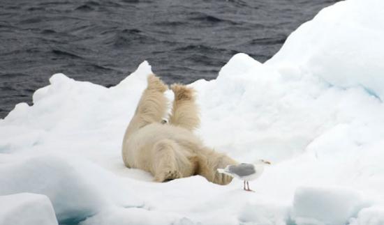 北极熊做“瑜伽”