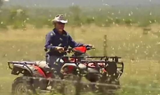 昆士兰省多地草蜢为患，农民出入草蜢比目皆是。