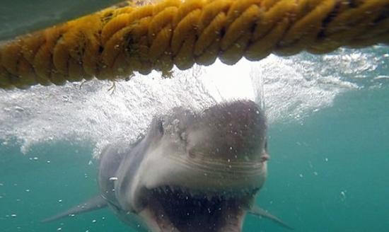 大白鲨意外冲向斯图尔特身处的铁笼