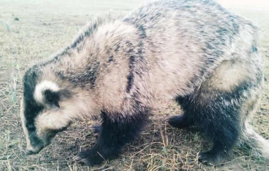 青海海南州草原发现一头不知名的动物