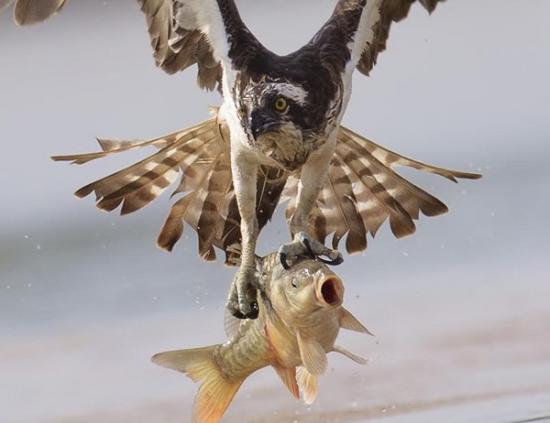 摄影师在立陶宛捕捉到鱼鹰捕食鲤鱼的精彩瞬间