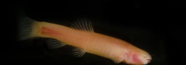 索马利亚特有的穴居盲眼鱼：安氏坑鱼。它不仅失去了视力，也无法自我修复紫外线造成的伤害。它们与胎盘哺乳类都有这种遗传特征，这可能显示两者在黑暗环境中生活时有类似的