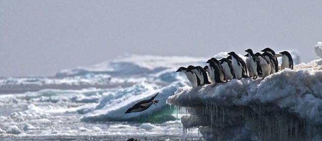 南极洲丹杰群岛发现最大企鹅群 150多万只阿德利企鹅