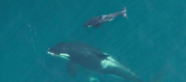 杀人鲸妈妈与出生仅数天的鲸鱼幼崽畅泳