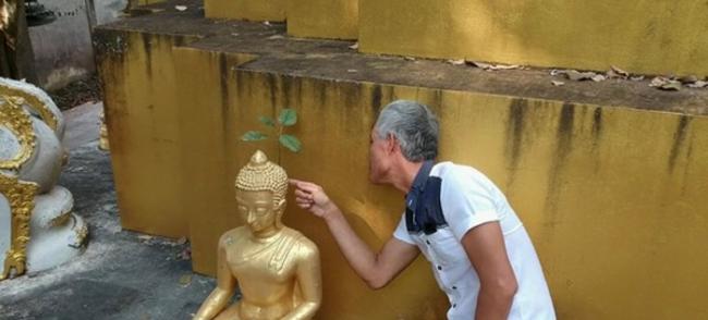 泰国帕夭府寺庙佛像后脑勺长出有四片叶子的菩提树 信徒认为是佛祖显灵