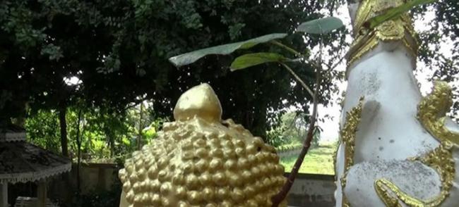 泰国帕夭府寺庙佛像后脑勺长出有四片叶子的菩提树 信徒认为是佛祖显灵