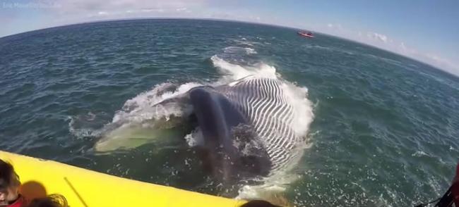 加拿大50吨巨大长须鲸游近观光船 侧身翻转露出皱褶大肚