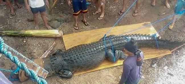 可能刚刚“吃过人”！菲律宾巴拉旺省巴拉巴克岛捕获巨型咸水鳄