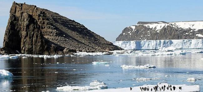南极洲丹杰群岛发现最大企鹅群 150多万只阿德利企鹅