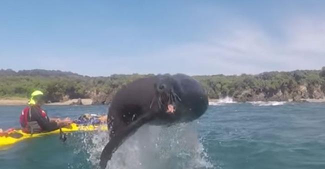 新西兰2名男子划独木舟 突然一只海狮从水中窜出对着镜头张嘴