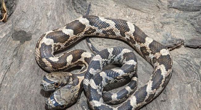 美国阿肯色州森林发现两个头的幼蛇 一个头经常咬另一个头