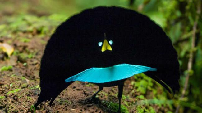 这种鸟有着世界上最黑的羽毛。为了吸引配偶，它们翻转在背后犹如披肩般的饰羽，并沿着半圆的步伐跳起求偶舞。 PHOTOGRAPH BY TIM LAMAN