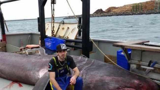 澳洲85年来首度捕获姥鲨
