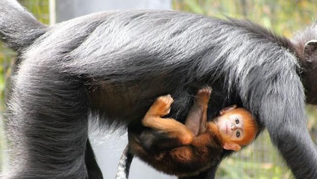 全球剩下2千只：澳洲悉尼塔朗加动物园的黑叶猴