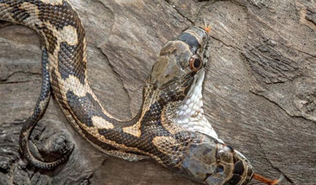 美国阿肯色州森林发现两个头的幼蛇 一个头经常咬另一个头